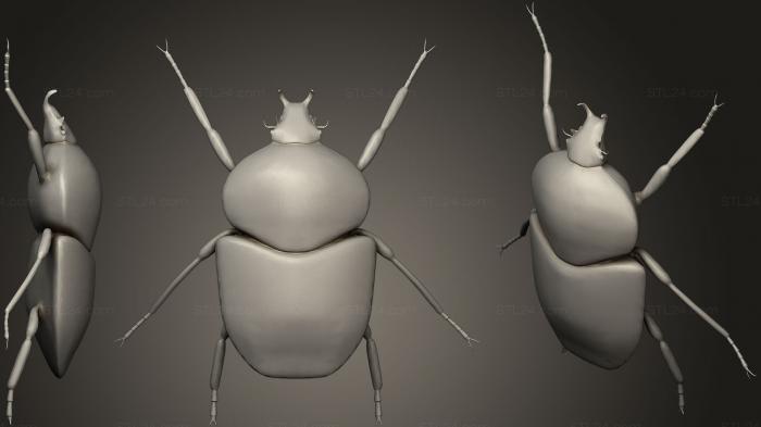 Insects (Goliath Beetle, INSCT_0012) 3D models for cnc